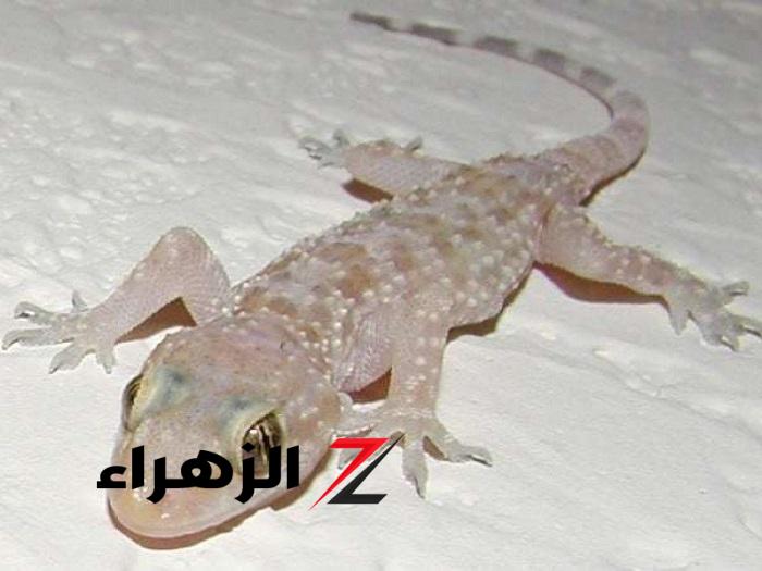 أسباب تجنب قتل البرص في المنزل