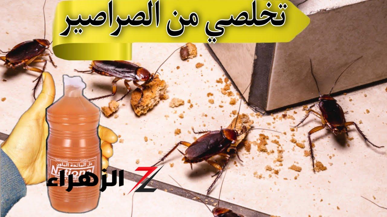 مش هتشوفيه في شقتك تاني !!.. لو بيتك مليان صراصير ونمل ...