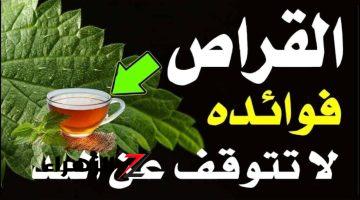 “عشبة بتلسع بس بتنفع”..!! عدد لا يحصى من الفوائد في هذه النبتة التي يخشاها الجميع.. لا يمكن تتوقع فوائدها ..!!