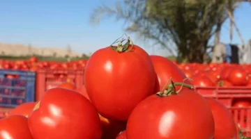 اوعى تاخدها حتة لو ببلاش.. تحذير خطير من الصحة بشأن هذا النوع من الطماطم المنتشر بالأسواق.. فيها سم قاتل