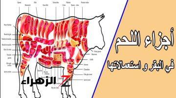 عمل أصناف بقطعيات العجل الموجودة بداخله مثل العكاوي والكرشة في البيت بكل سهولة