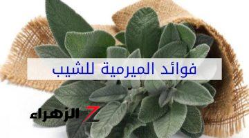 طرق علاج الشيب بالميرمية – ثقفني