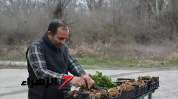 يبيع الكيلو منها بـ 20 دولار.. فلاح عربي يجني أرباح طائلة تقدر بآلاف الدولارات من زراعة نبتة جلب فكرتها من الأنترنت..