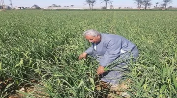 نبات رخيص لكنه مهمل يزرع في مصر يمنع ارتفاع السكر ويحمي الكبد والقلب من التلف ويعزز وظائف الدماغ ويعتبر الحل الأمثل لـ تقوية الذاكرة!!