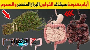 عشبة جبارة ربانية متواجدة في كل منزل تجعلك تتخلص كافة مشاكل القولون وتخلصك من البراز المتحجر على الفور!!