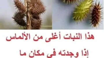 عشبة المعجزة أغلى من الذهب والألماس.. فهي تساعد على تنظيم سكر الدم والتراكمي وتنظف الجسم من السموم وسلاح فتاك للرجال!!