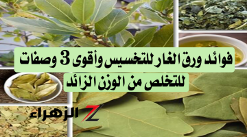 عودك هيبقى فرنساوي وملفوف.. جربي وصفة ورق الغار السحريه للتخسيس.. هتخسي في ظرف ايام وهتدعيلي