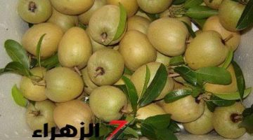 ولا كانت تيجي في بالك !! .. فاكهة معجزة موجودة في مصر رخيصة الثمن ولكنها كنز يساوي ملايين! .. الفاكهة النادرة التي تعالج الأمراض