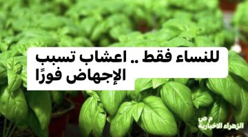 “الندم مش هيفيدك ” .. للنساء فقط اعشاب موجودة في مطبخك تسبب الإجهاض فورًا احذري منها قبل فوات الأوان