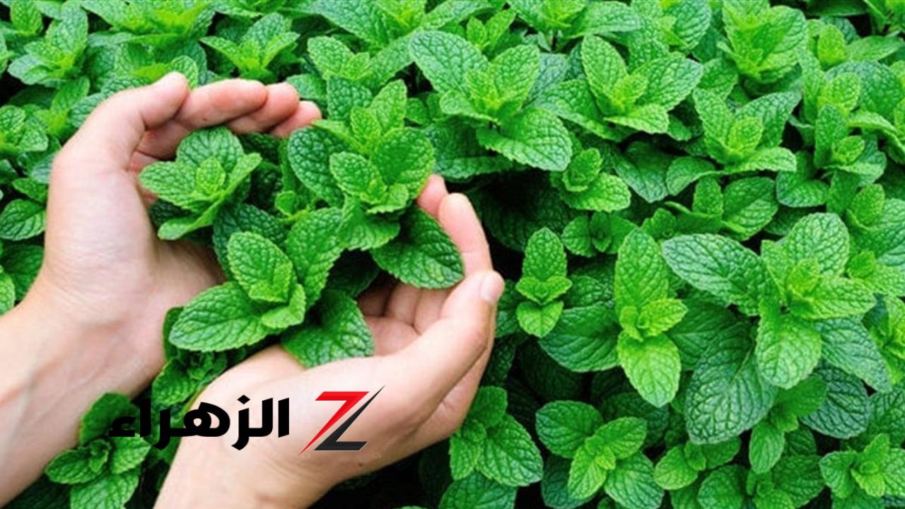 ولاد الحلال اكتشوفها دراسة تكشف عن عشبة منتشرة في العالم العربي