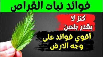 “كنز بين ايديك وتحدى”.. نبات مجهول يبتعد عنه الناس دون أن يدركوا الكنز الذي يحتويه.. استخدمه بهذه الطريقة وشوف المعجزات!!