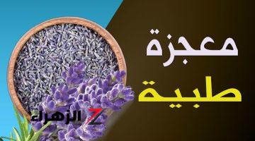 “هتخليك زي الحصان”.. عشبة نزلت من السماء استخدموها بهذه الطريقة الجبارة لمدة 3 أيام تشفي 30 مرض.. دور عليها واستخدمها فورا!!