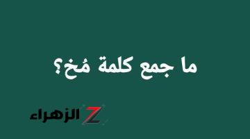 الإجابة التي سقطت الملايين .. لن تصدق ما هو جمع كلمة ” مخ ” في اللغة العربية .. الخبراء والعباقرة فقط يجيبون !!