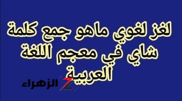 حيرت ملايين الطلاب .. ما هو جمع كلمة « شاي » في اللغة العربية الفصحى.. صدمة مش هتتوقعها..!!