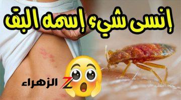 “اخلصي منه للأبد”.. طريقة سحرية للقضاء على بق الفراش و القضاء عليه بكل سهولة .. السر في المكون دا!!