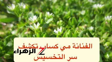 «مي كساب تكشف إزاي خست»… عشبة سحرية تقضي الكرش وتساعد في فقدان الوزن في ثلاثة أيام!!