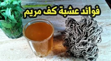 كنز ثمين يغفل عنه الجميع.. نبتة مشهورة يمكنك الاستفادة منها بهذه الطريقة المذهلة