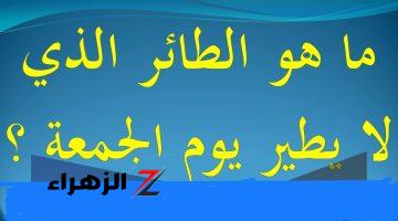 طائر الجمعة عنده إجازة رسمية! ما هو الطائر اللي مبيطيرش يوم الجمعة؟ وطريقة جذب الأنثى له