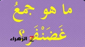 “لغز حير العباقرة” .. هل تعلم ماهو جمع كلمة “غضنفر” التي حيرت ملايين الطلاب .. أتحداك انك تعرف الإجابة لوحدك !!!