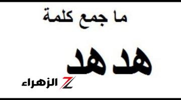 “سؤال جنن الطلاب وحير المدرسين” .. ما هو الجمع الصحيح لكلمة “هدهد” في اللغة العربية؟! .. إجابة معرفهاش غير 5% بس !!!