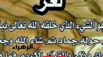 “العالم احتار فيه!!” .. هل تعلم ما هو الشيء الذي كان في بداية خلقة نبات ثم تحول إلى جماد ثم حيوان؟! .. مش هتصدق هو إيه !!!