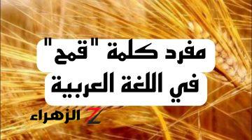 “5% بس اللي عرفوا يحلوها” .. ماهو مفرد كلمة “قمح” في قاموس اللغة العربية .. خبراء اللغة يجيبون !!!