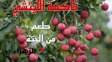 “العمر عدى وفات ومنعرفش طعمها إيه”.. فاكهة سعرها بالمليارات لو زرعتها في الجو ده هتبقي من الأعيان .. الحق نفسك وازرعها هتكسب دهب !!!