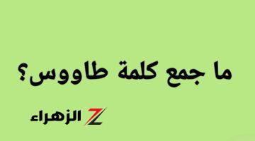 “أبكى ملايين الطلاب” .. هل تعرف ما هو جمع كلمة “طاووس” في معجم اللغة العربية؟!! .. إجابة محدش يتوقعها !!!