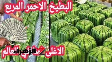 اغلي فاكهة في العالم .. دولتان تنجحان في زراعة أغرب نوع فاكهة نادر سعر الثمرة منها 6 ألاف دولار .. مش هتصدق هما مين وايه هي الفاكهة؟