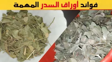 كنز ثمين يغفل عنه الجميع.. عشبة جبارة من قديم الزمان لا يعرفها الكثيرون أهميتها لا تصدق