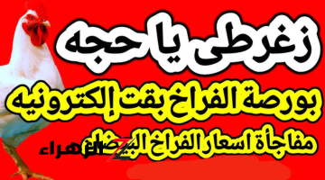 “الفرخـة بقت بكــام” اسعار الفراخ اليوم في بورصة الدواجن اليوم | وصلت كــام سعر كرتونة البيض