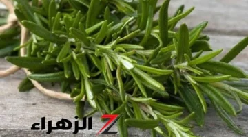 :العشبة الربانية الجبارة”.. أعادت الأمل والحياة للعجائز والمسنين. عشبة بسيطة مهملة موجودة في كل منزل دون أن تعلم الكنز العجيب والكبير الذي تحتويه.