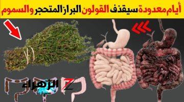 ولا العفريت يعرفها!!.. عشبة معجزة موجودة في كل بيت تخلصك من مشاكل القولون والتخلص من البراز المتحجر على الفور.. تعرف عليها..!!