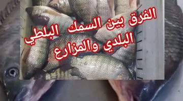 متخليش حد يضحك عليك!!.. الفرق بين السمك البلطي البلدي والمزارع!!.. الفرق واضح