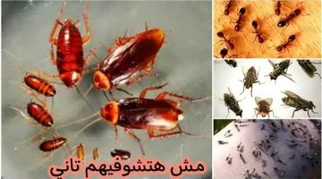 «بشمعة وشوية قرنفل».. طريقة فعالة للقضاء نهائيا على الحشرات المنزلية هتندمي انك معرفتهاش من زمان