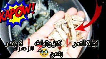 لو عرفت قيمته مش هترميه..نواه التمر (البلح) اوعي ترميه من انهارده شوفي هتعملي بيه ايه!!!