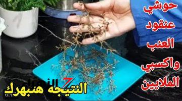 حوشي عنقود العنب واكسبي الملايين⁉️ضاع عمرنا واحنا بنرميه ده طلع كنز محدش يعرف قيمته