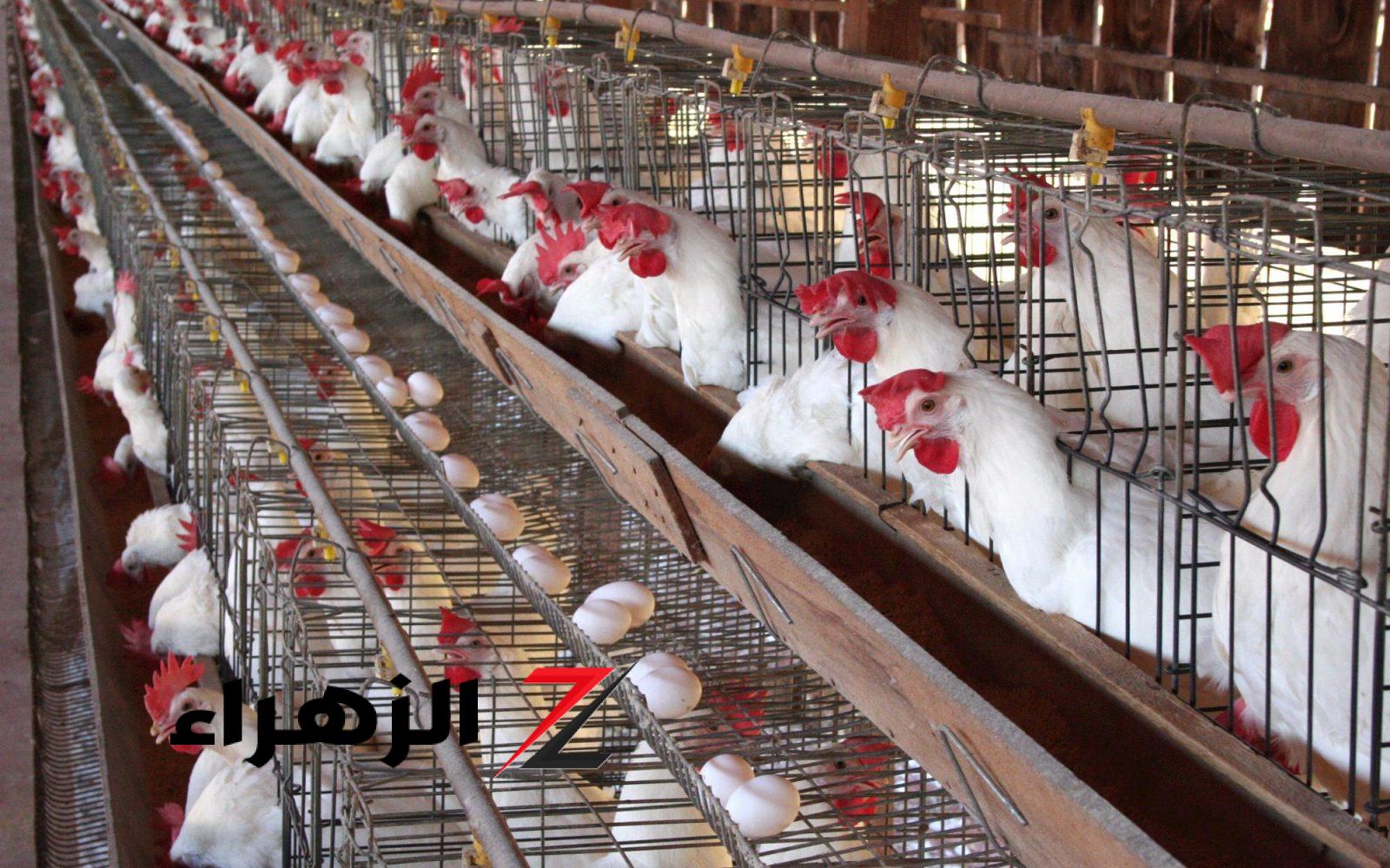 ارتفاع مفاجئ في أسعار الدواجن والبانيه اليوم.. وشوف كرتونة البيض بكام