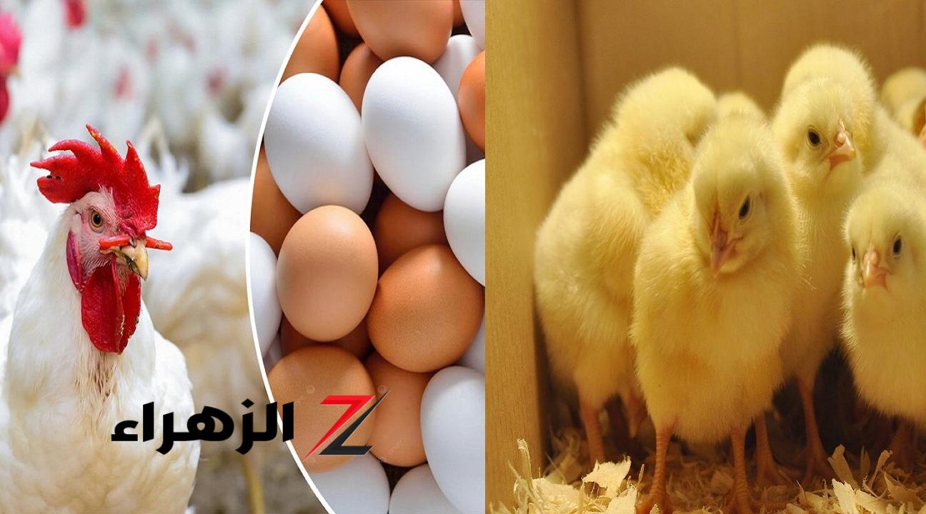 شوف الكيلو بكام.. تراجع ملحوظ في أسعار الدواجن والبيض اليوم داخل الأسواق