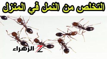 مش هتشوف ليه أثر تاني .. تعرف الآن علي طريقة عبقرية لـ منع النمل من دخول المنزل نهائيًا.. جربها قبل فوات الأوان