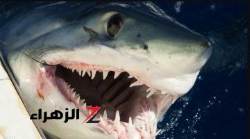 “Shark رجع تاني” .. اكتشاف مرعب يهز الأوساط العلمية ظهور أضخم سمكة قرش في التاريخ بحجم يفوق الخيال…هنخاف ننزل بحر تاني!!