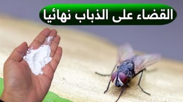 ضع هذا في منزلك وبعد ساعتين سيختفي الذباب والحشرات من منزلك!!