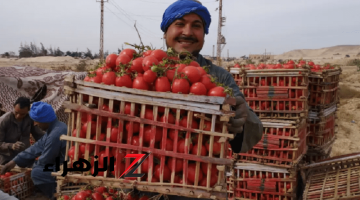 بعد ارتفاع سعر الطماطم الجنوني.. نقيب الفلاحين يفجر مفاجأة بشأن صافي ربح الفدان