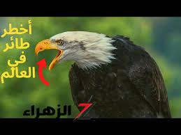 شكله هيرعبك «العقاب الذهبى »… أخطر طائر في العالم كيف رباه الانسان قديمًا … مش هتصدق عينك