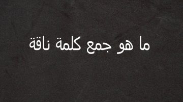 هتتفاجئ لما تعرف الإجابة.. ما هو جمع كلمة ناقة في اللغة العربية؟ حيرت 99% من الطلاب