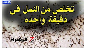 “وصفة هتجيب من الأخر” .. أسرع طريقة طبيعية للتخلص من النمل نهائياً في المنزل بدون أي مبيدات حشرية .. مش هتلمحيهم في البيت تاني !!!