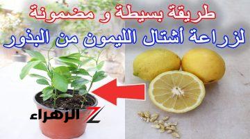 فلاح شاطر قالي سر زراعة الليمون في المنزل.. بطريقة سهلة متخطرش علي بالك!! مش هنشتريه من بره تاني