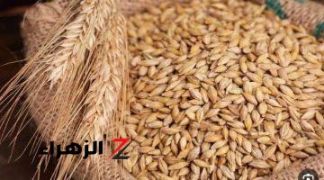 بكام النهارده .. سعر طن الأرز الشعير اليوم الثلاثاء 10/9/2024 الرفيع والعريض في مصر