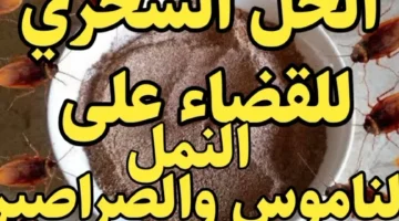 «من رابع المستحيلات تلمحيه تاني».. كيفية التخلص من النمل والصراصير في المنزل باقل الخطوات الفعالة