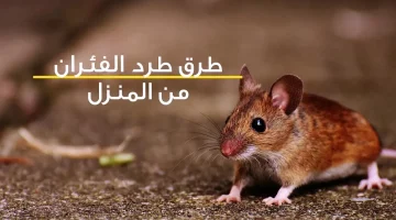 مش هتشوفيه في شقتك تاني!!.. طريقة القضاء على الفئران نهائيا بدون استخدام أي مواد كيميائية ضارة.. هتتخلصي منهم في ثواني!!